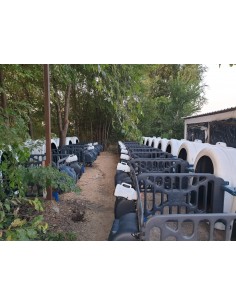 Οικίσκος στέγασης μόσχων 2