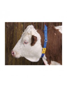 Περιλαίμιο από ιμάντα 2