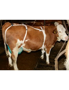 Ποδιά προστασίας μαστών